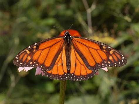 monarchbutterfly home