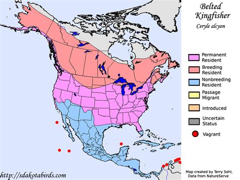 belted kingfisher species range map