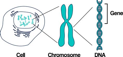 Download Dna Chromosomes And Genes Genetics Inheritance Png Image