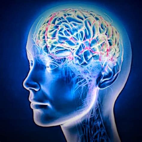 neuroscientists receive  brain prize  crucial alzheimers disease