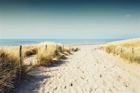 dune sabbiose sulla costa  mare nei paesi bassi immagine stock immagine  duna europa
