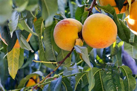 Dwarf Silvan Sunset Peach Four Seasons Plantnet® Australia