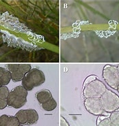 Afbeeldingsresultaten voor "rhynchonerella Moebii". Grootte: 174 x 185. Bron: www.researchgate.net