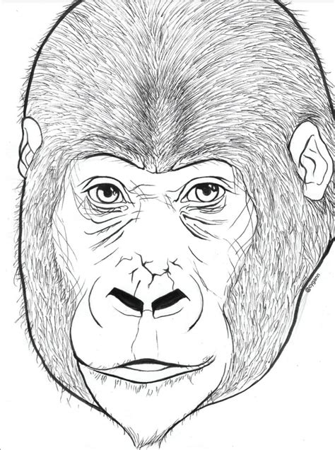 awesome gorilla coloring pages   added video tutorial