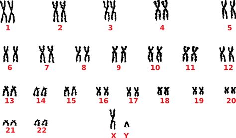 chromosomen eduatrealschule  europakanal