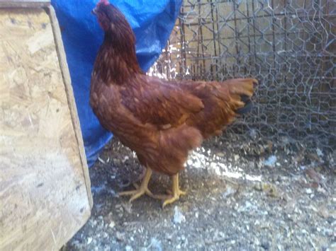 Link To Telling Sex Of Rhode Island Red Rooster And Hens Page 12