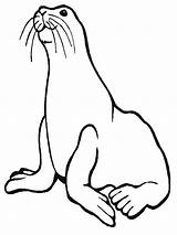 Seal Coloring Pages Monk Printable Animals Preschool Kids sketch template