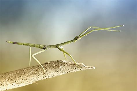 fascinating facts  stick insects