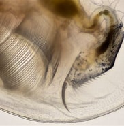 Afbeeldingsresultaten voor "clausophyes Galeata". Grootte: 182 x 185. Bron: www.shetlandlochs.com