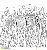 Sea Fish Coloring Clown Anemone Anemones Drawing Adult High Colouring Pages Details Sketch Vector Illustration Animal Paintingvalley Stock Explore Adults sketch template