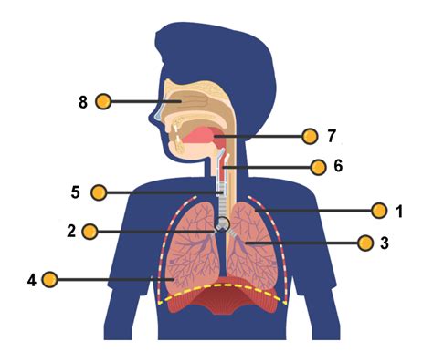 sistem respirasi  manusia pertanyaan jawaban  kuis  tes quizizz