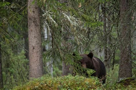 hiding  bears  arjen drost video photography photo  video nature