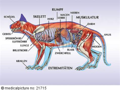 anatomia de  gato doccheck