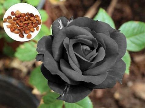 hybrid black rose bush flower seeds beautiful annual flower etsy