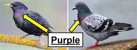 types  purple birds   mississippi bird watching hq