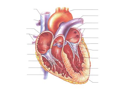 printable heart diagram unlabeled