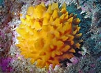 Image result for "rissoa Porifera". Size: 146 x 106. Source: cbmsphylummartin.weebly.com