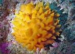 Afbeeldingsresultaten voor "rissoa Porifera". Grootte: 147 x 106. Bron: cbmsphylummartin.weebly.com