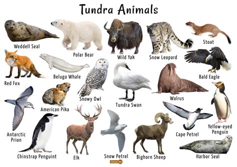 tundra animals list facts adaptations pictures