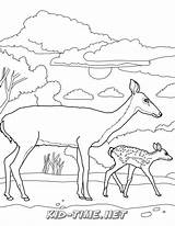 Deer Pages Family Coloring sketch template