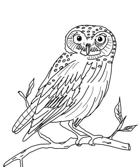 owl coloring pages owl coloring pages owl pictures  color animal