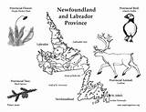 Newfoundland Labrador Province Drawing Map Canadian Color Location Getdrawings Exploringnature sketch template