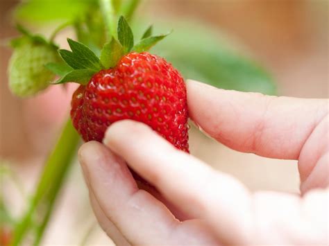 grow strawberries hgtv