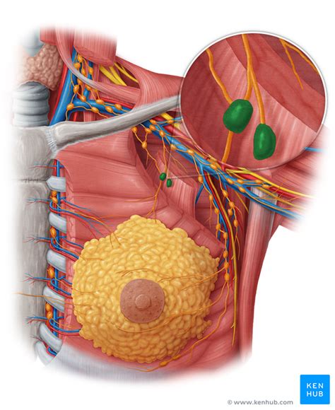 Lymphatic System Of The Thoracic Cavity And Mediastinum Kenhub