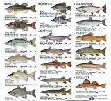 Different Fish Types Pictures