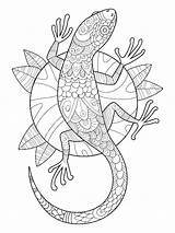 Gecko Coloring Pages Adults sketch template
