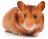 Pictures of Hamster Health Problems