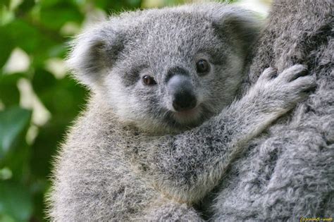 koala baby im duisburger zoo duisburg