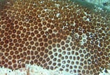 Afbeeldingsresultaten voor "stephanocoenia Michelinii". Grootte: 158 x 108. Bron: www.reefguide.org