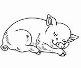 Desenhos Sleeping Colorir Cerdito Durmiendo Supercoloring Dibujo Pigs Maialino sketch template