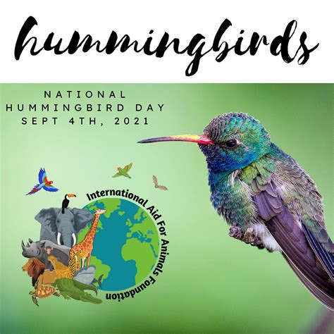 national hummingbird day