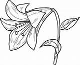 Lily Coloring Pages Printable Drawing Supercoloring Lilies Categories sketch template