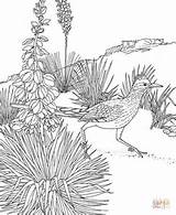 Coloring Roadrunner Pages Mexico Yucca State Bird Flower Birds Printable Color Animals Printables Adult Book Drawing Greater Cactus Sheet Desert sketch template