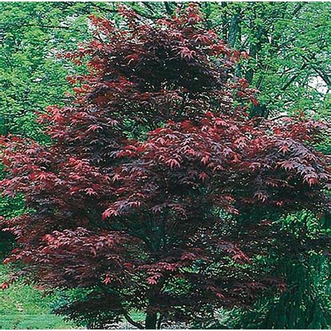 gallon dwarf red japanese maple feature tree  pot  soil