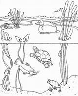 Pond Animals Habitat Colouring Drawing Getcolorings Wetland Books sketch template