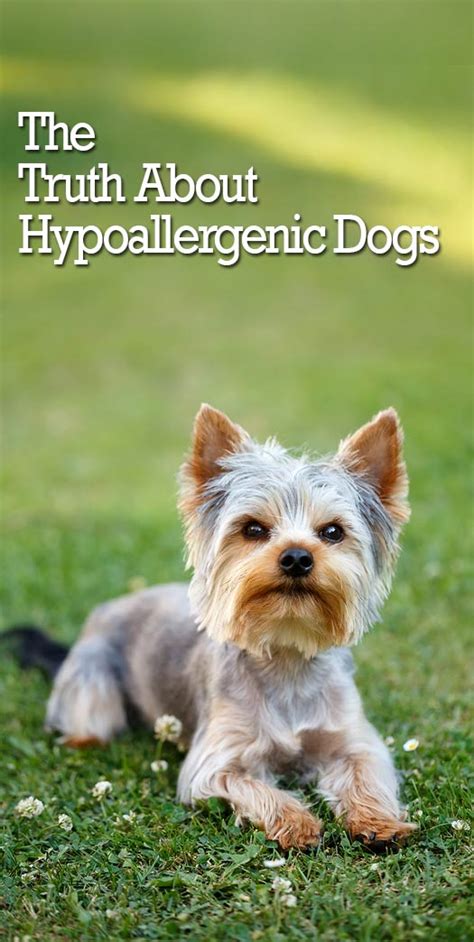 itchy truth  hypoallergenic dogs