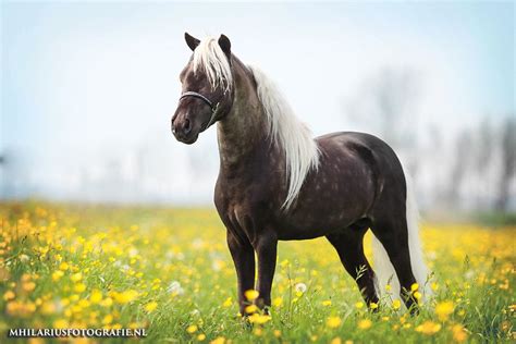 paard palomino horse photography animals moodboard beautiful horses