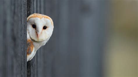white owl wallpaper  images