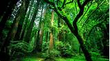 Pictures of Tropical Rainforest United States