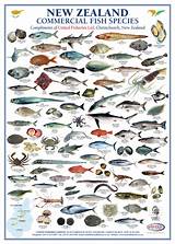 Different Types Of Fish Pictures
