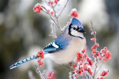 winter bird japaneseclassjp