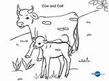 Cow Coloring Pages Baby Kids Calf Drawing Printable Cows Colouring Cliparts Sheet Popular Color Getcolorings Getdrawings Coloringhome Dairy sketch template