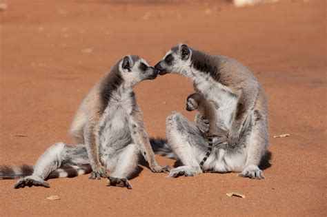 morgan freeman lends voice  island  lemurs madagascar