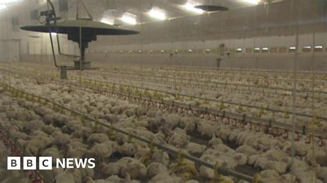 fermanagh suspected case of bird disease on poultry farm bbc news