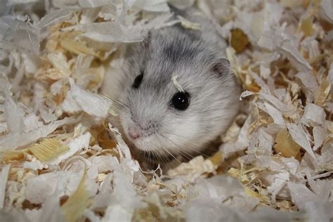 syrian hamster vs dwarf hamster what is the difference