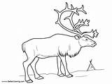 Tundra Animals Coloring Pages Reindeer Arctic Printable Kids Adults sketch template